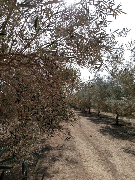 ACEITE ECOLOGICO OLI EL PLA